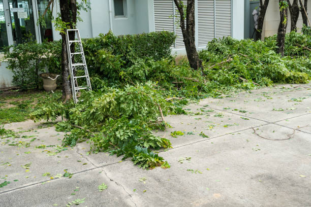Trusted Celina, TX Tree Services Experts