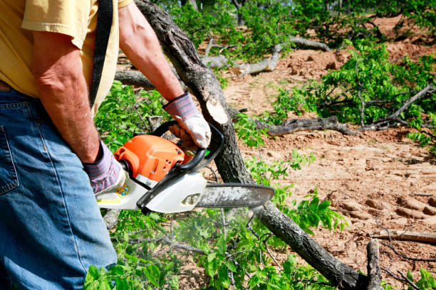 Best Stump Grinding and Removal  in Celina, TX
